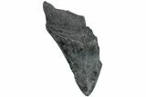 Partial Fossil Megalodon Tooth - South Carolina #234014-1